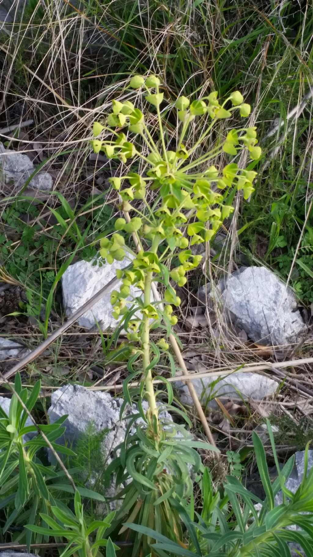 Euphorbia characias L.  (Euphorbiaceae)